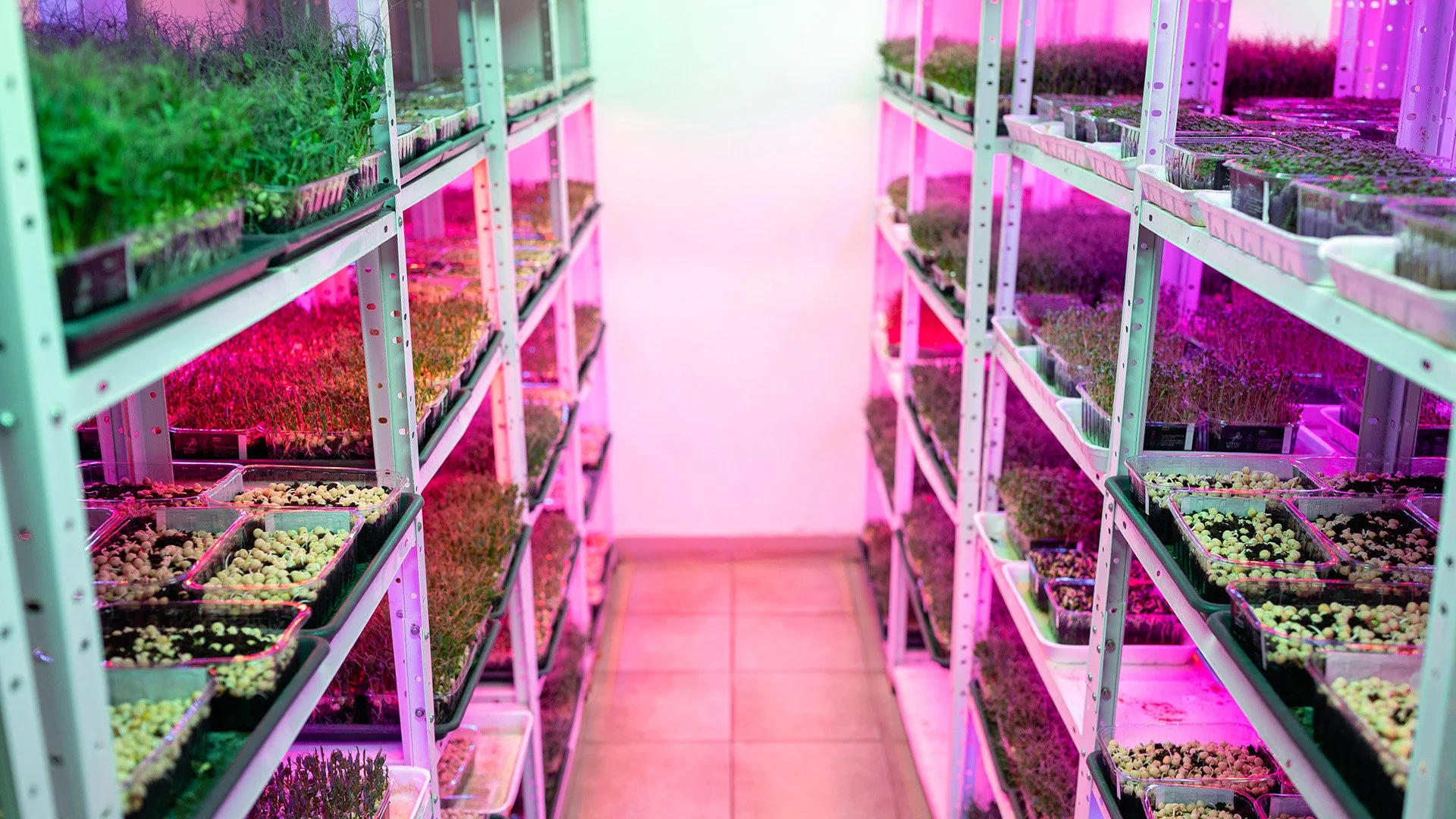 Urbani farmeri: <br>Gradska farma superhrane 2 urbani farmeri 03