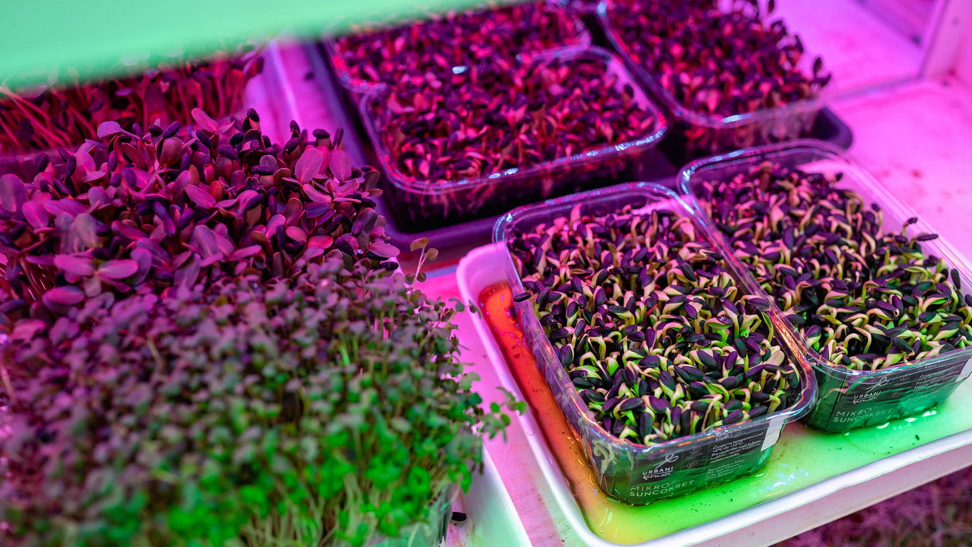 Urbani farmeri: <br>Gradska farma superhrane 3 urbani farmeri 04