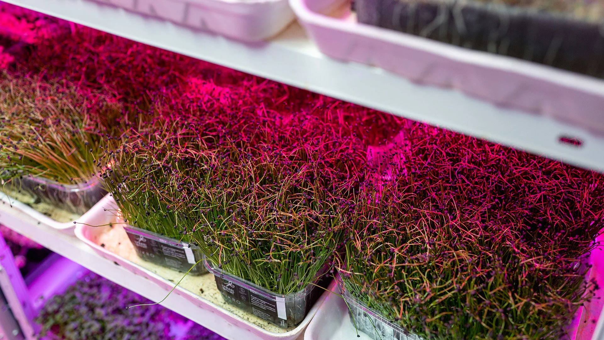 Urbani farmeri: <br>Gradska farma superhrane 17 urbani farmeri 10