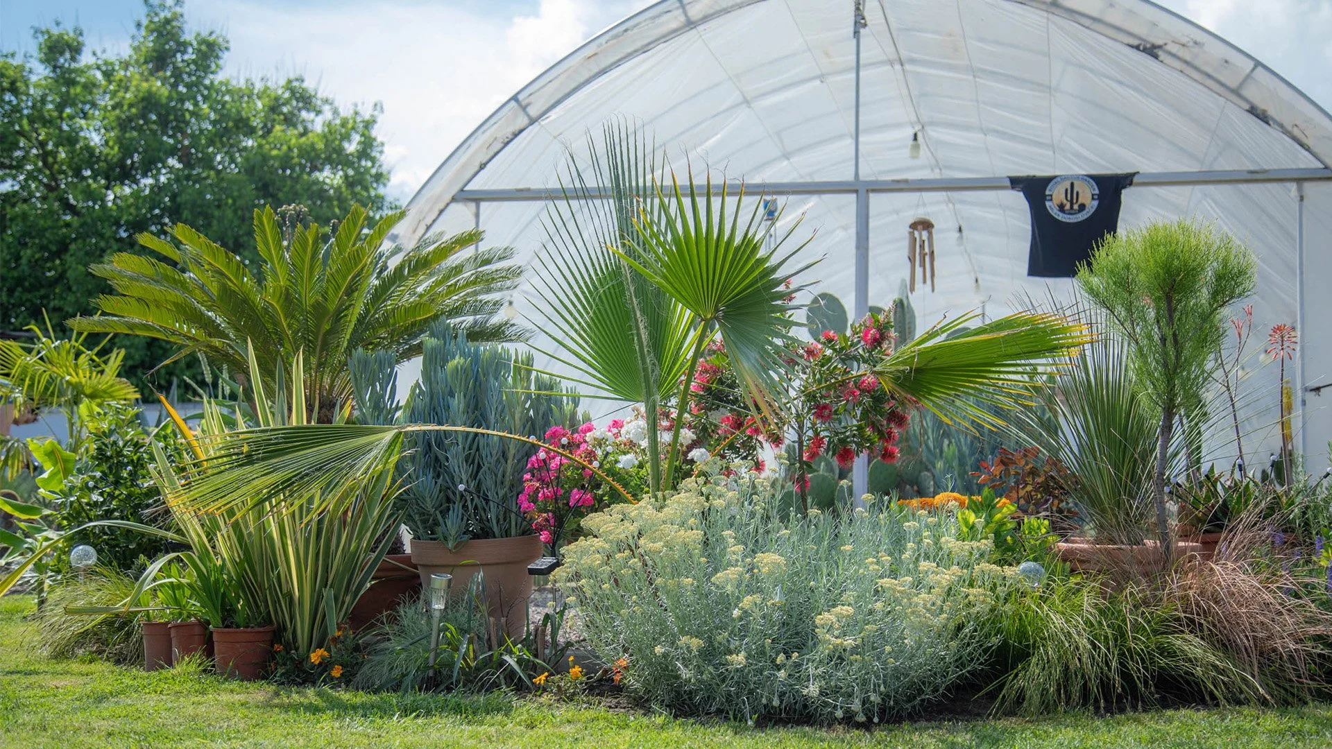 Royal Cactus Garden: <br>Mediteranska oaza kaktusa u srcu Vojvodine 2 cactus 02b