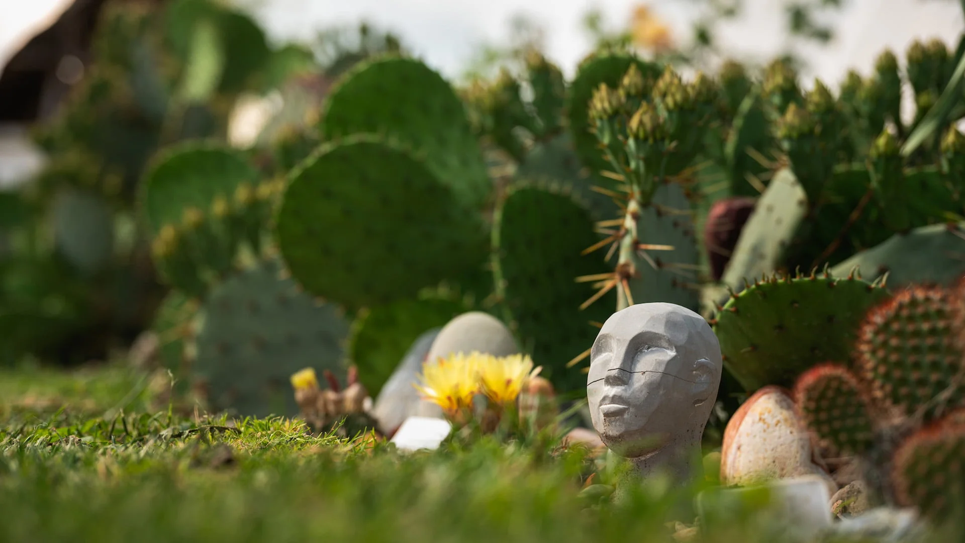 Royal Cactus Garden: <br>Mediteranska oaza kaktusa u srcu Vojvodine 3 cactus 03b