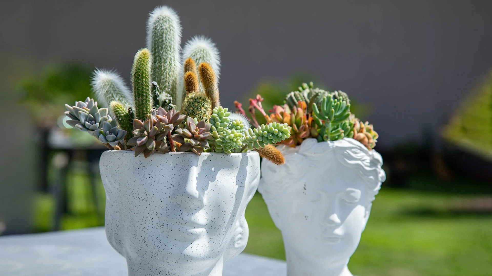 Royal Cactus Garden: <br>Mediteranska oaza kaktusa u srcu Vojvodine 4 cactus 04b