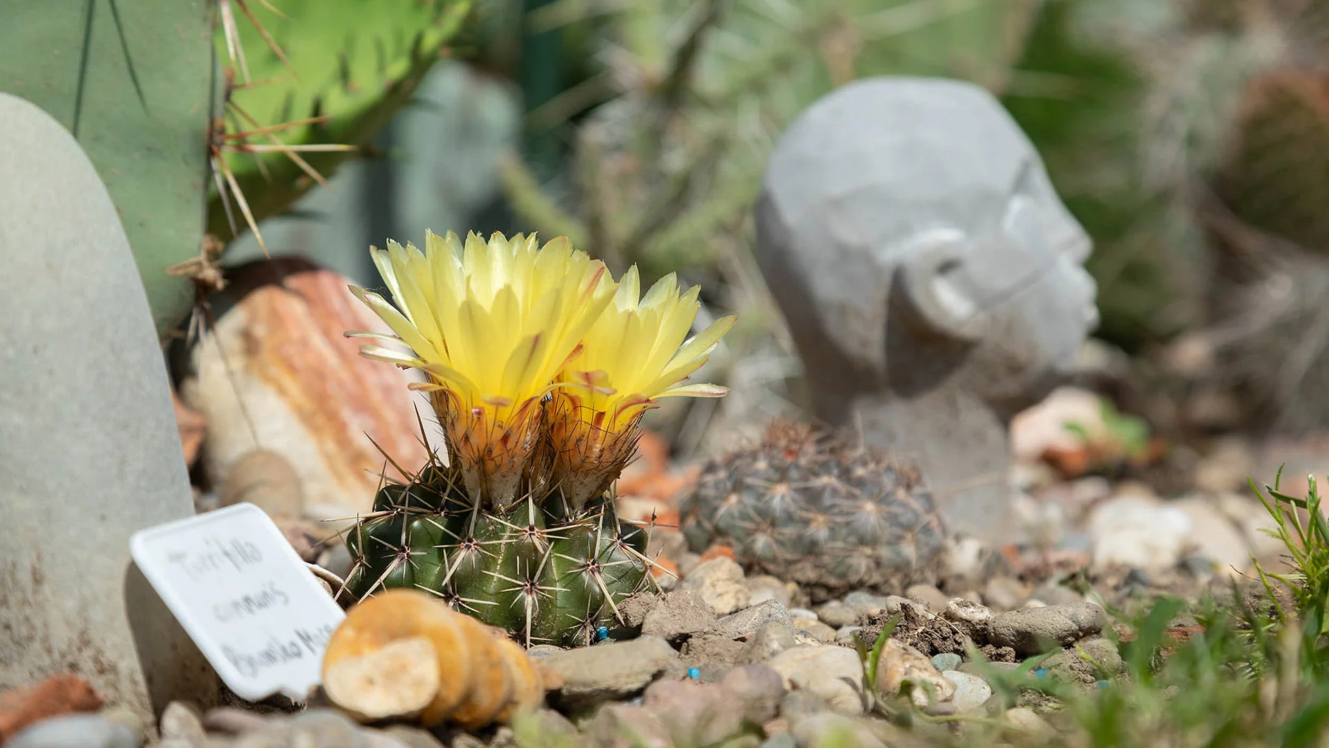 Royal Cactus Garden: <br>Mediteranska oaza kaktusa u srcu Vojvodine 5 cactus 05b