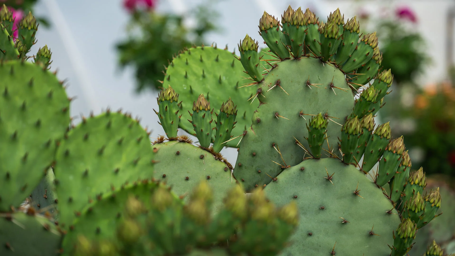 Royal Cactus Garden: <br>Mediteranska oaza kaktusa u srcu Vojvodine 13 cactus 06b