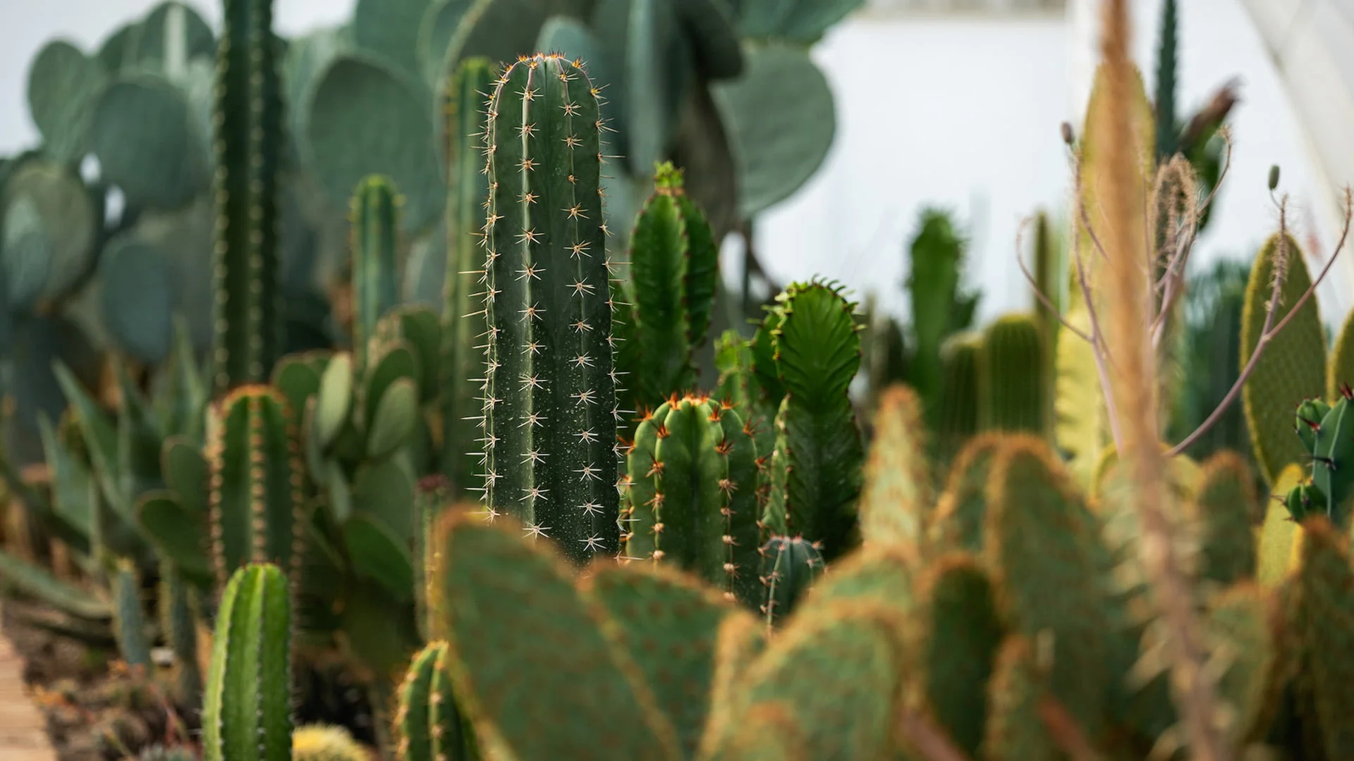 Royal Cactus Garden: <br>Mediteranska oaza kaktusa u srcu Vojvodine 15 cactus 08b