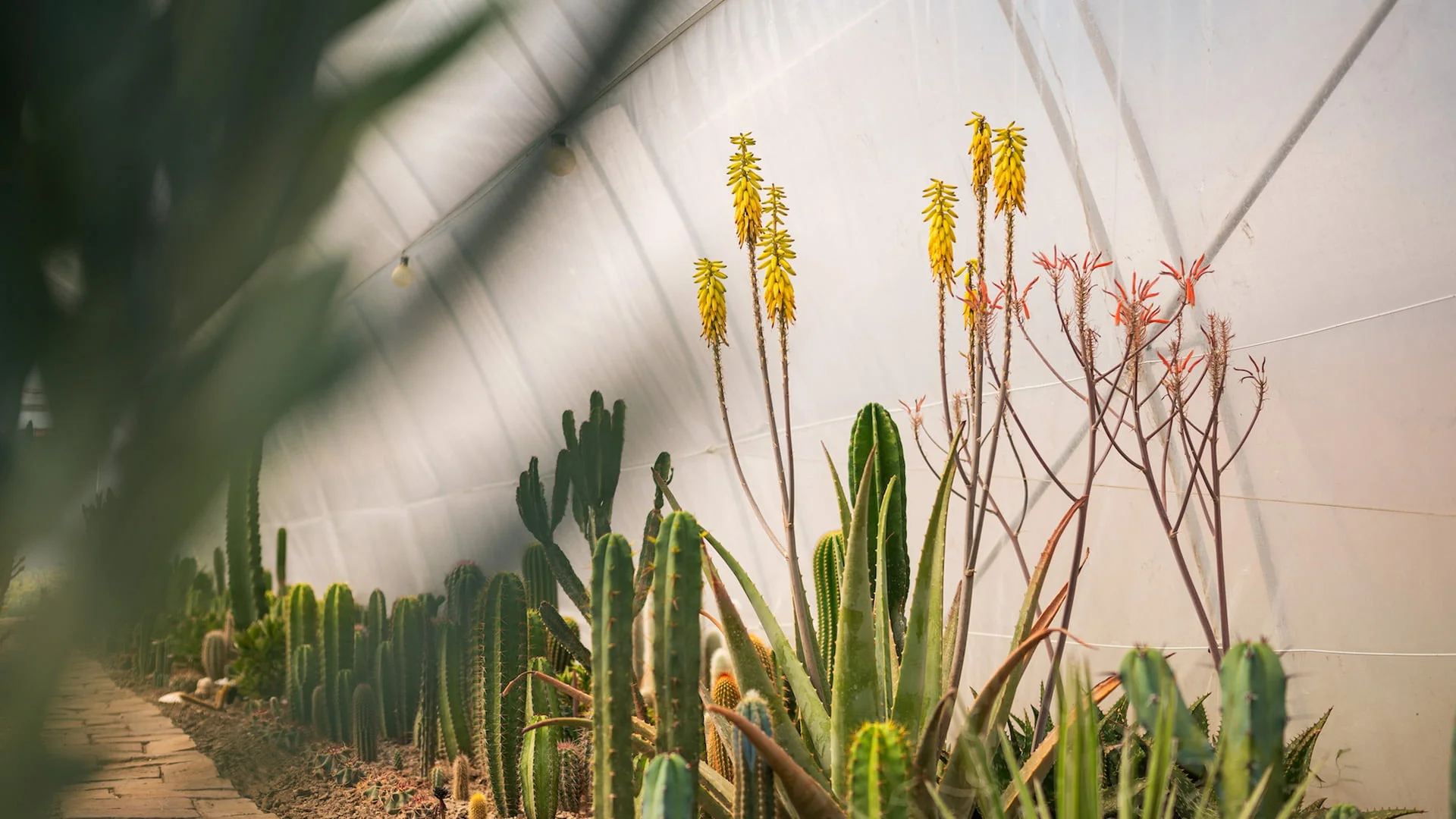 Royal Cactus Garden: <br>Mediteranska oaza kaktusa u srcu Vojvodine 16 cactus 09b