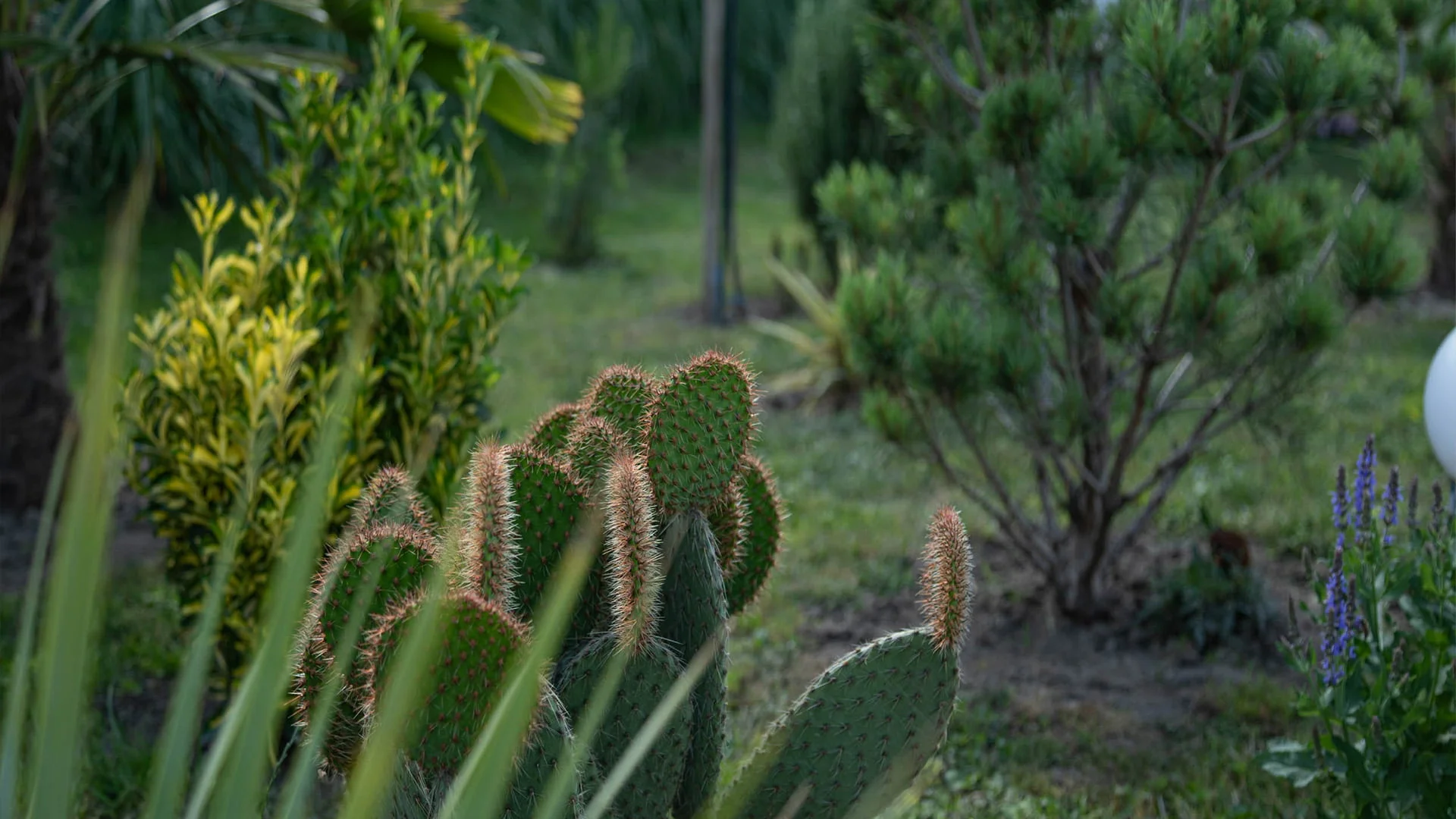 Royal Cactus Garden: <br>Mediteranska oaza kaktusa u srcu Vojvodine 14 cactus 10b