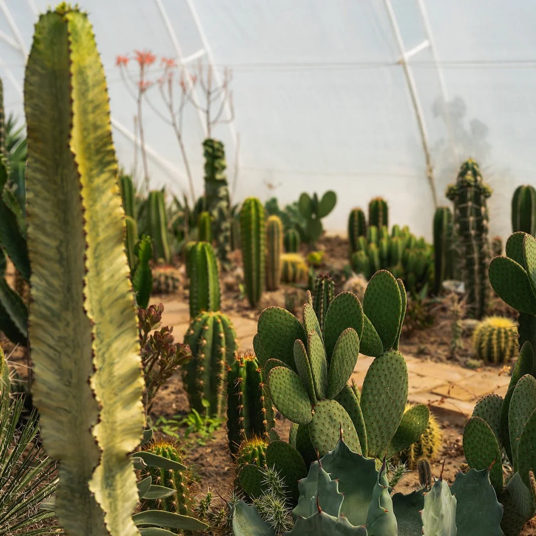 Royal Cactus Garden: Mediteranska oaza kaktusa u srcu Vojvodine