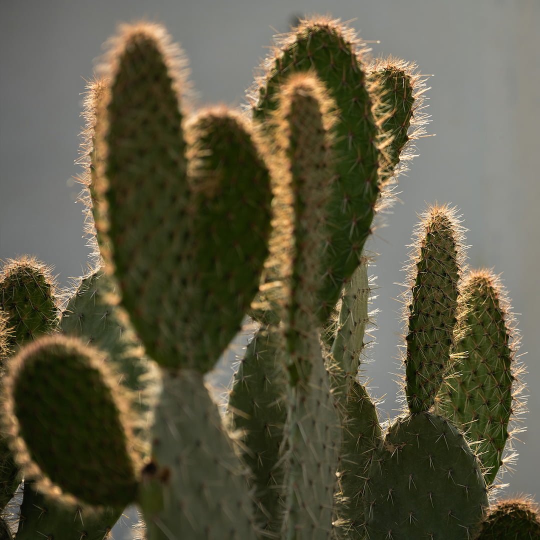 cactus sq 06b
