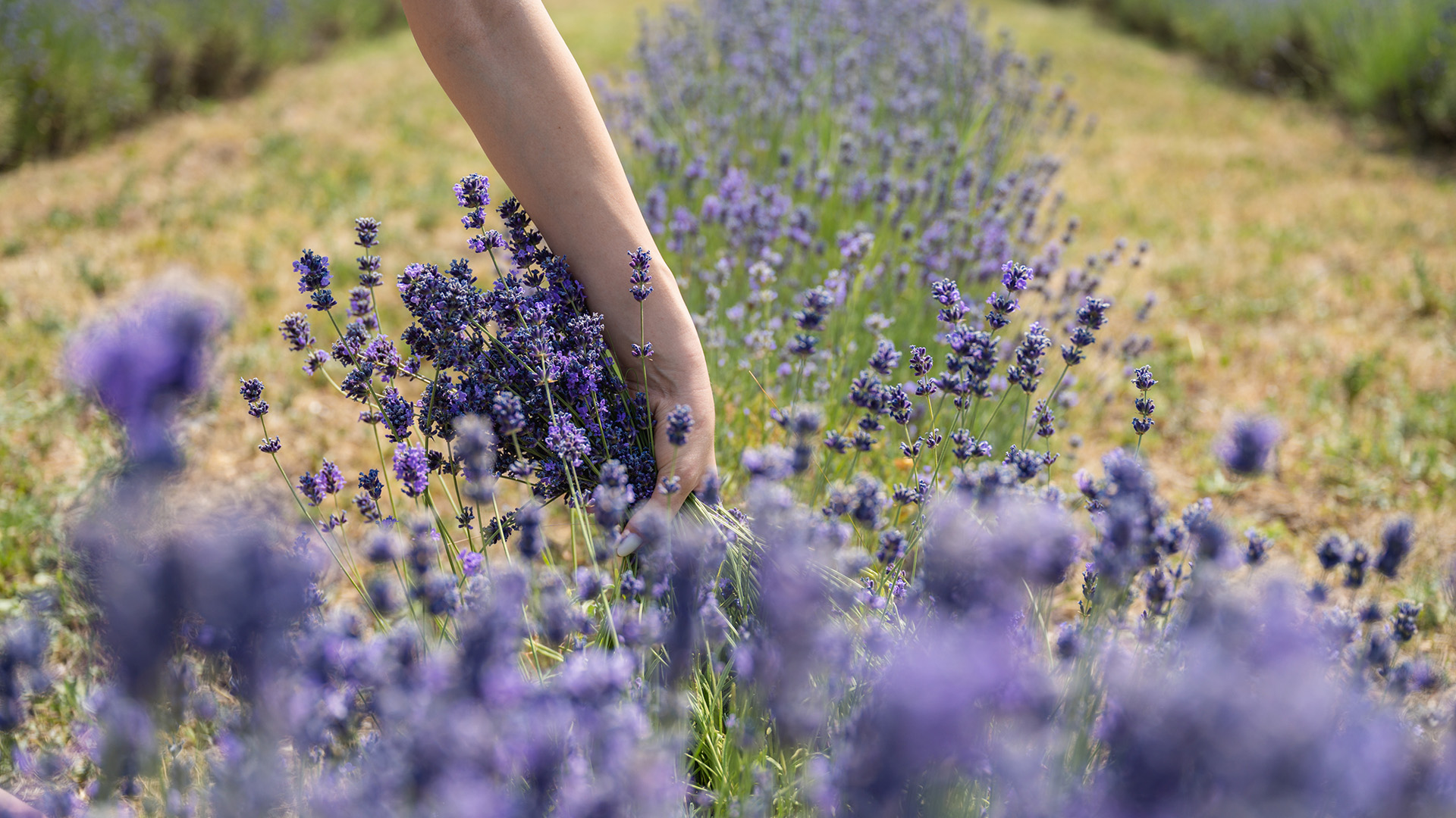 eden 06