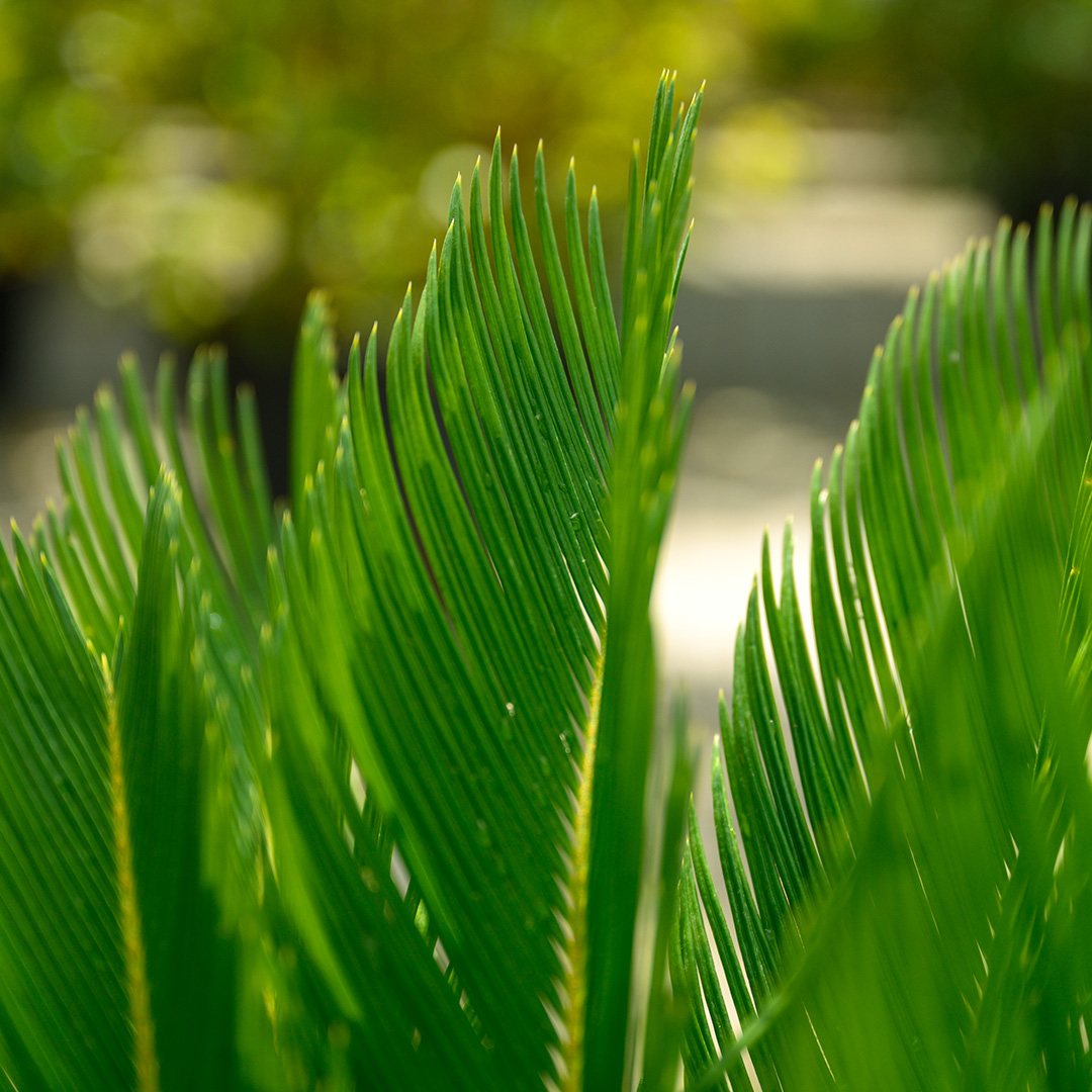 sq green steel 01