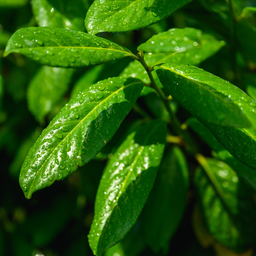 sq green steel 06